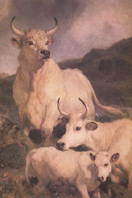 Sir Edwin Landseer Wild Cattle at Chillingham (nn03) oil painting picture